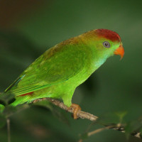 Sri Lanka Hanging-Parrot